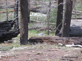 Deer Mariposa Grove