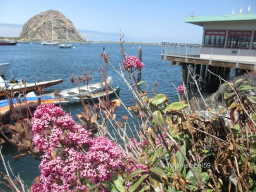 Morro Bay 2