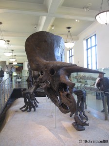 AMNH 9