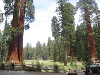 Big Tree Trail
