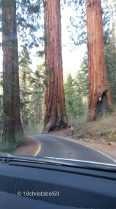 Einfang/ Ausfahrt in den Sequoia National Parl