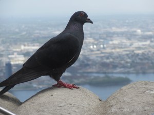 ESB Dove