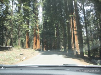 Giant Forest 5