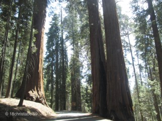 Giant Forest