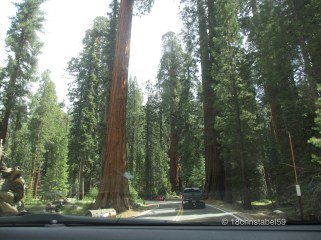 Giants