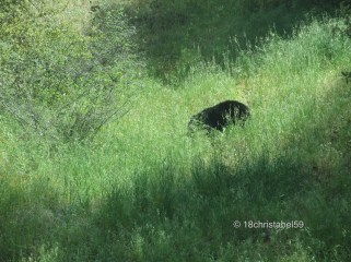 SChwarzbär am Hang