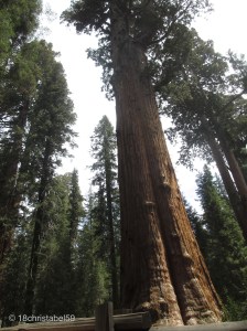 Sherman Tree
