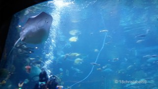 Silverton Sting Ray Feeding
