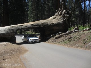 Tunnel Log