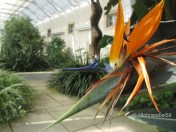 im Palmenhaus